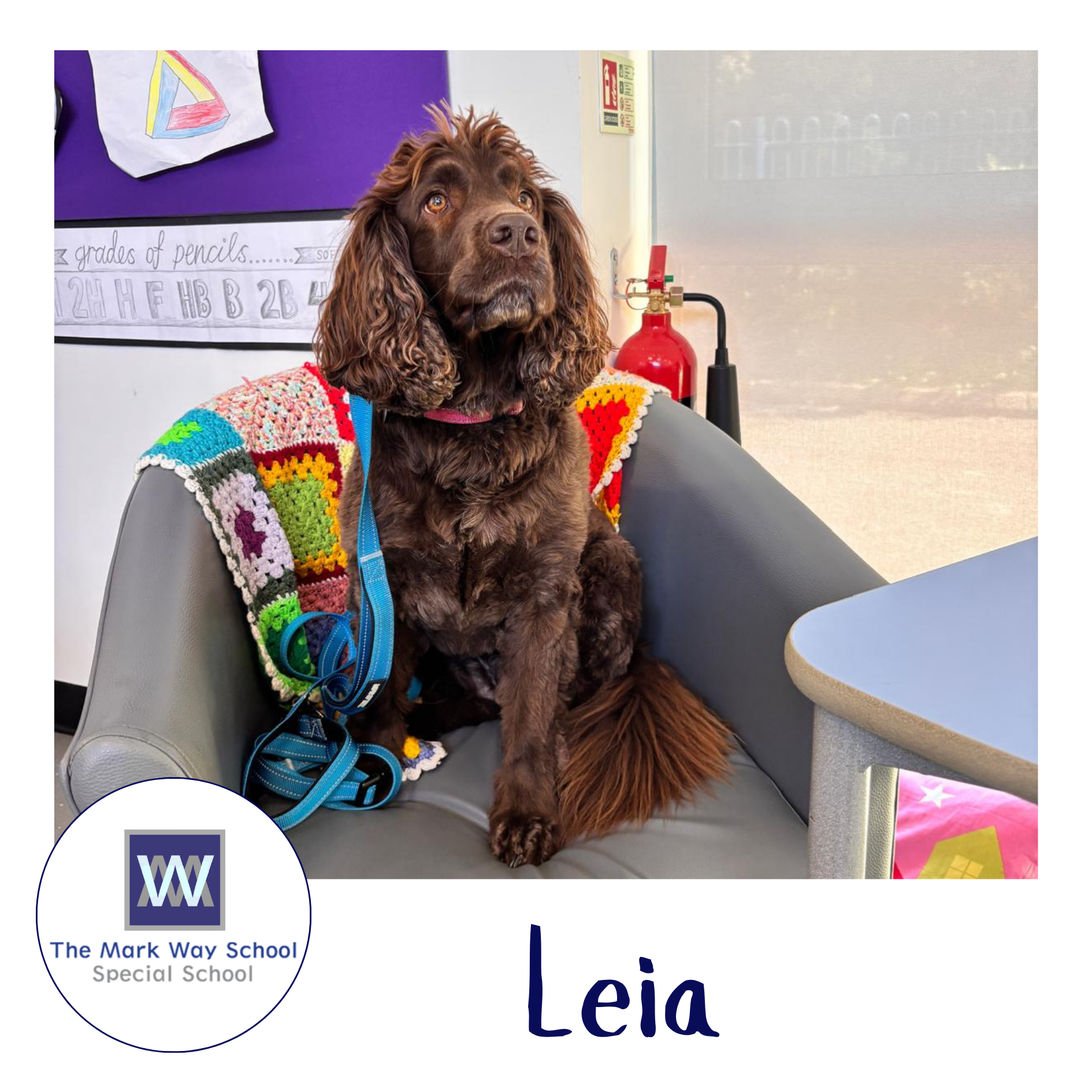 PAWS Therapy Dogs in Schools | UK's Leading School Therapy Dog Programme