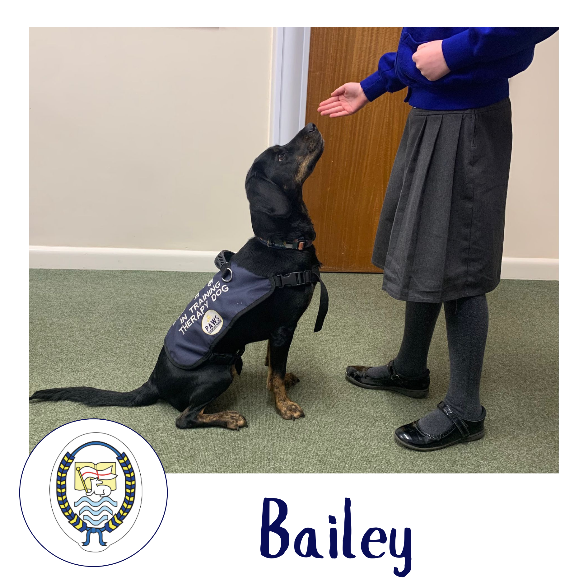 PAWS Therapy Dogs in Schools | UK's Leading School Therapy Dog Programme