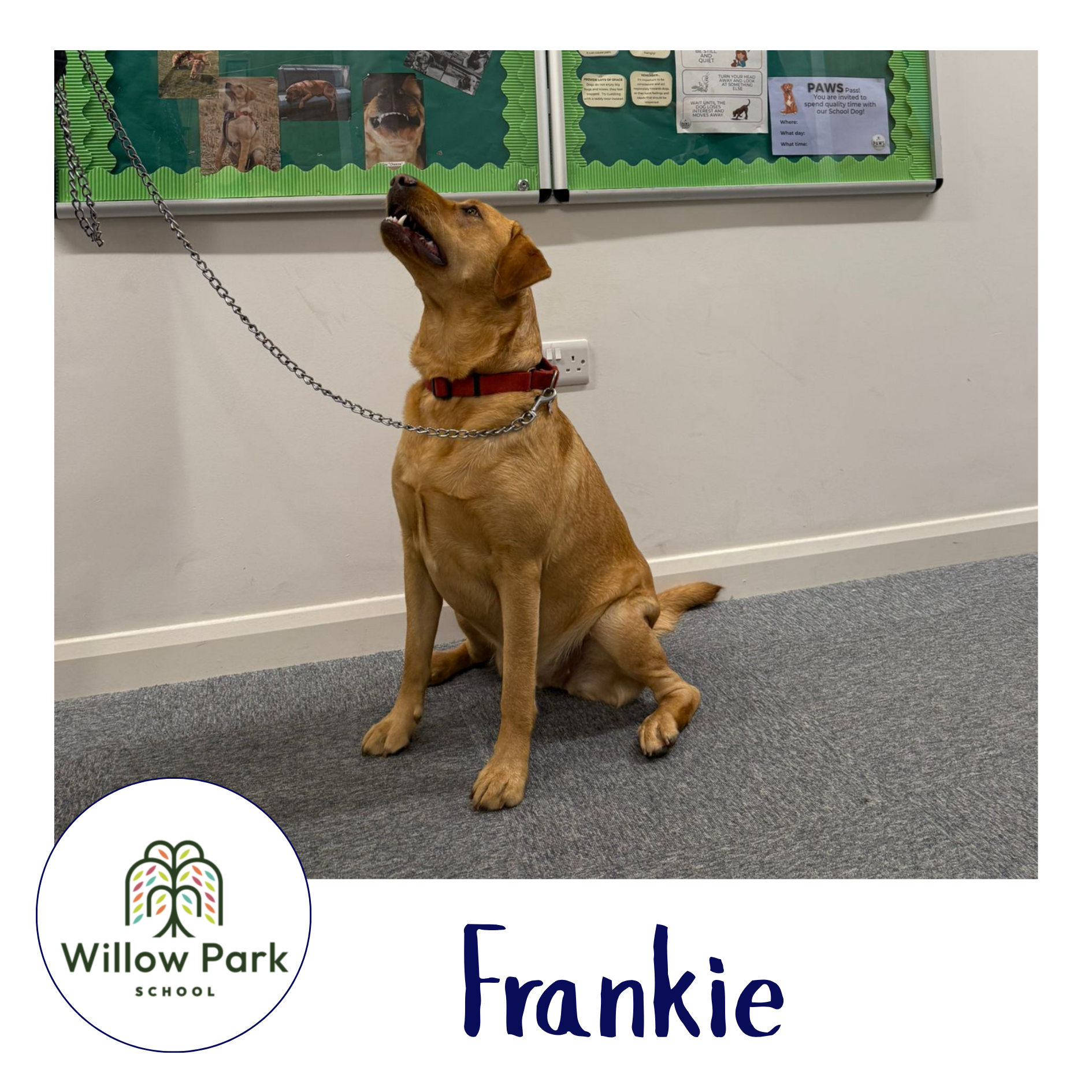 PAWS Therapy Dogs in Schools | UK's Leading School Therapy Dog Programme