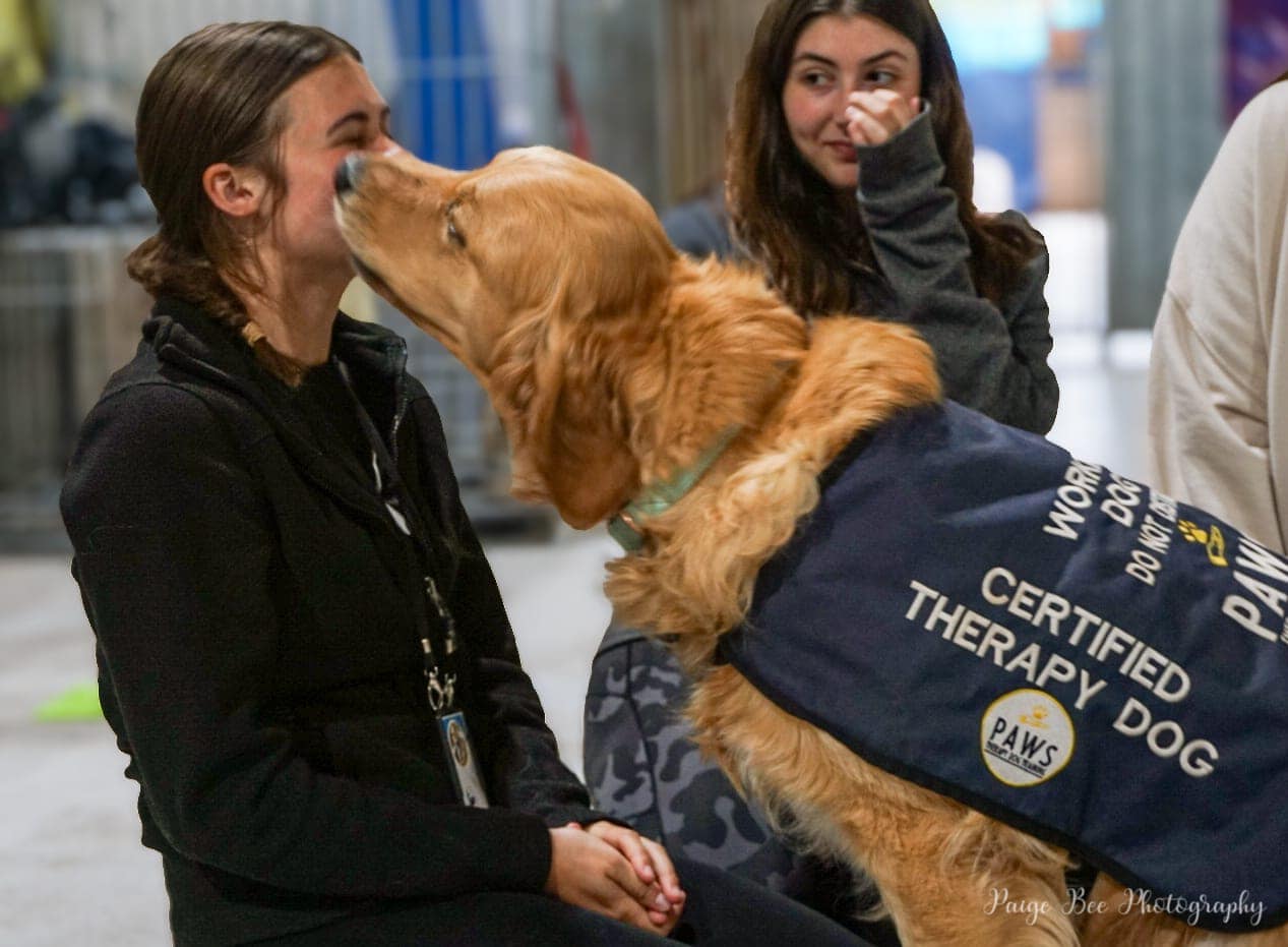 PAWS Therapy Dogs in Schools | UK's Leading School Therapy Dog Programme