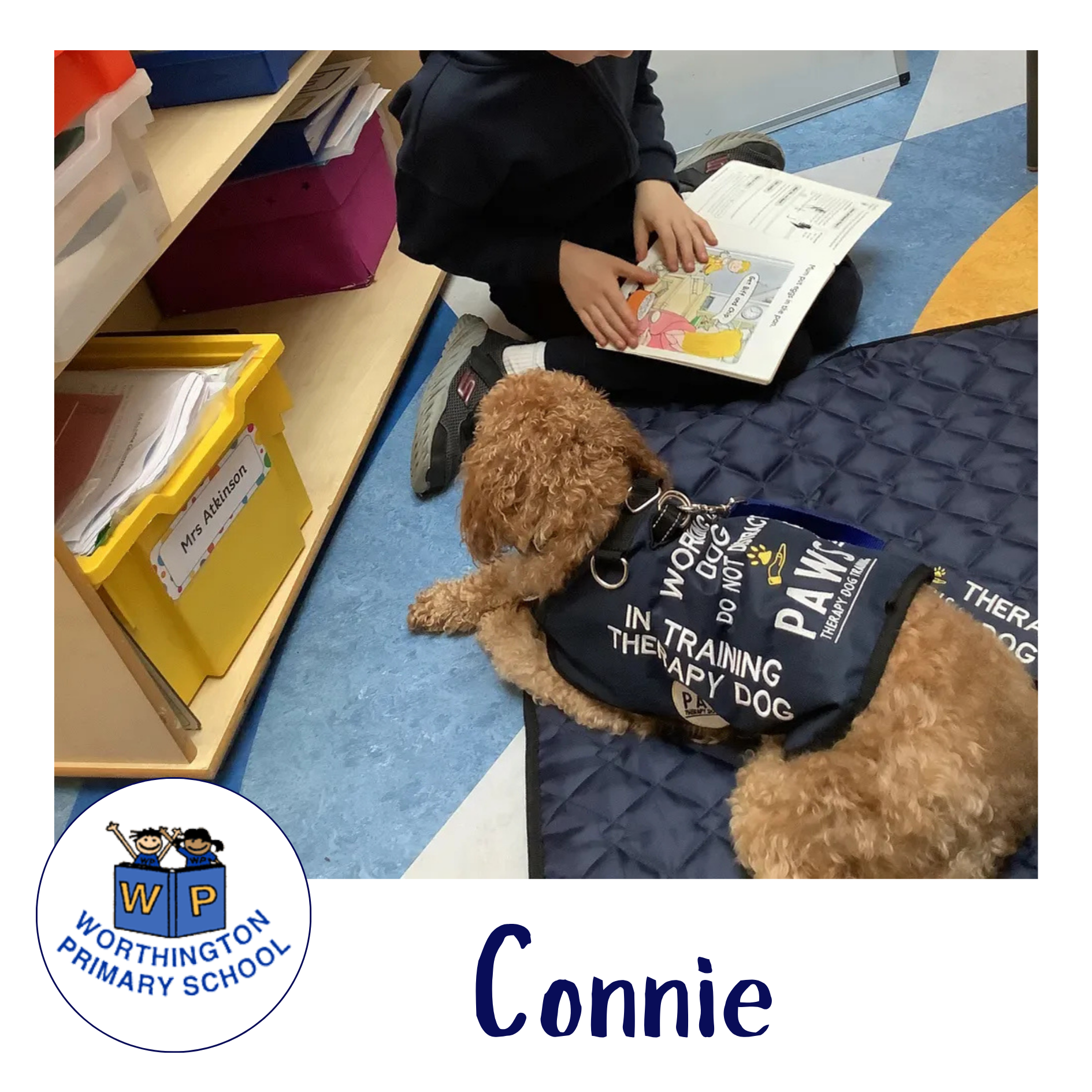 PAWS Therapy Dogs in Schools | UK's Leading School Therapy Dog Programme
