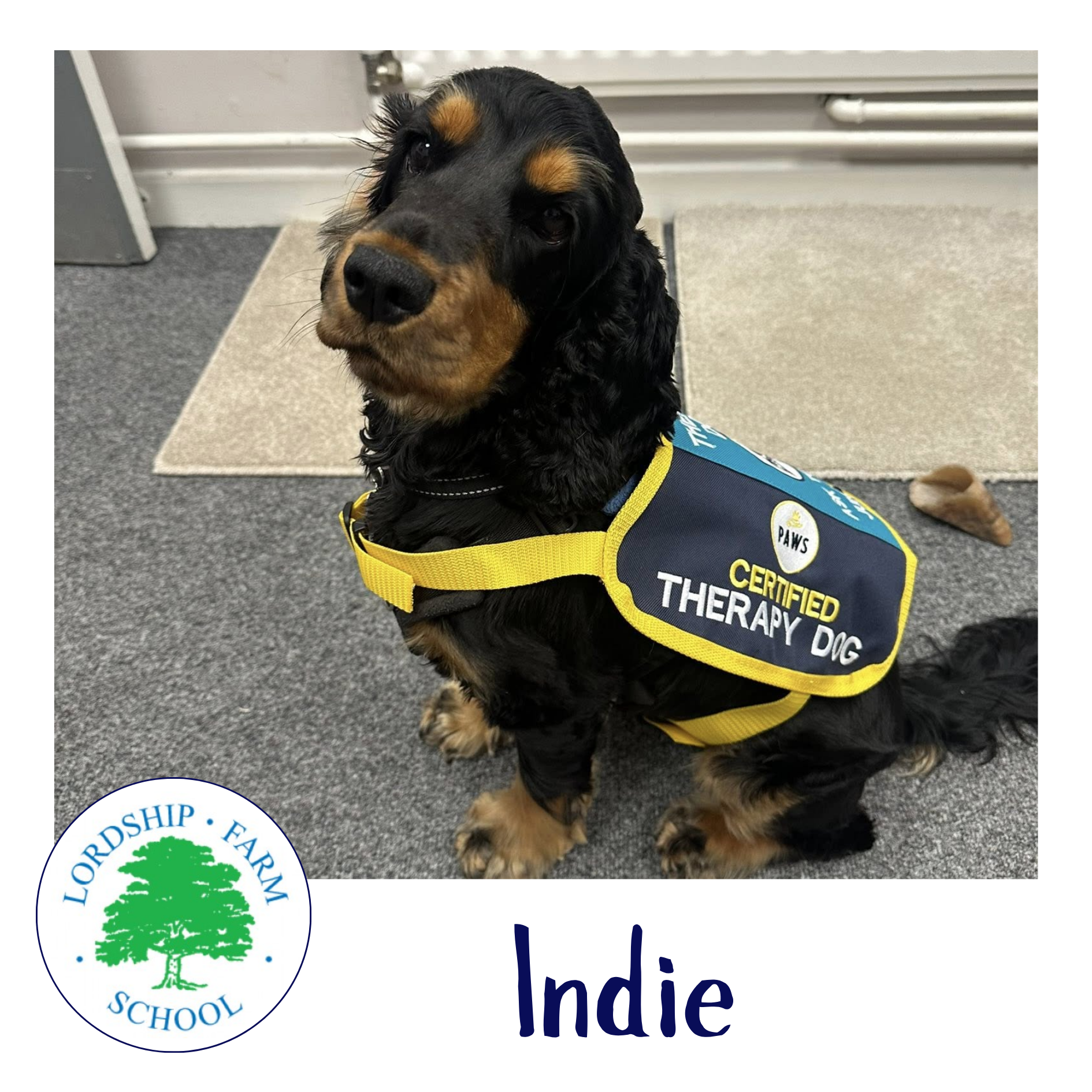 PAWS Therapy Dogs in Schools | UK's Leading School Therapy Dog Programme
