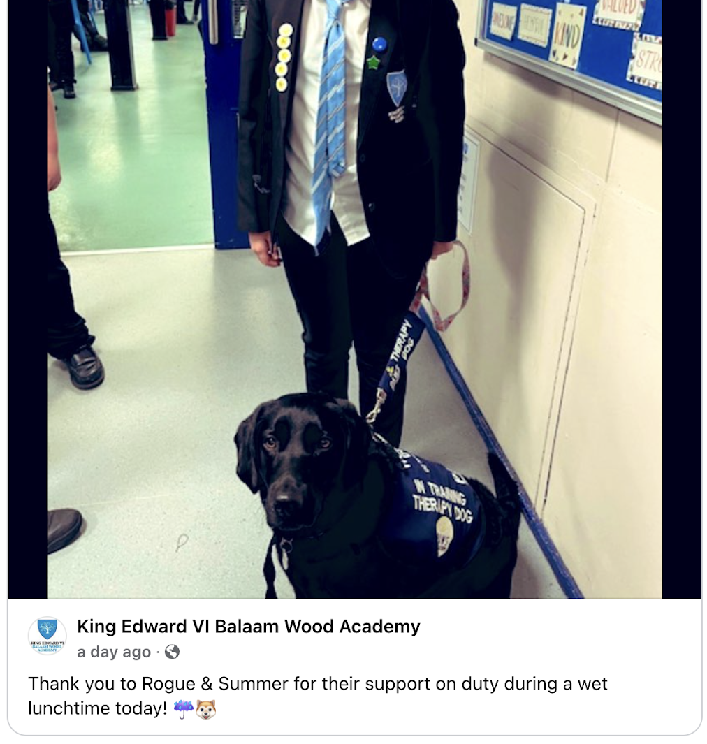 PAWS Therapy Dogs in Schools | UK's Leading School Therapy Dog Programme